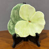 Piatto da cocktail ceramica Ernestine - Vassallo Antiques Antiquariato Online